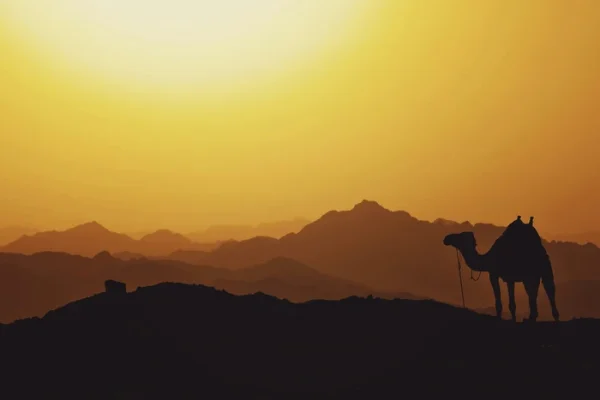 mariam-soliman-Ht5XmeuLyDg-unsplash